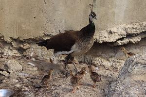  &copy;&nbsp;Фото пресс-службы Сочинского нацпарка