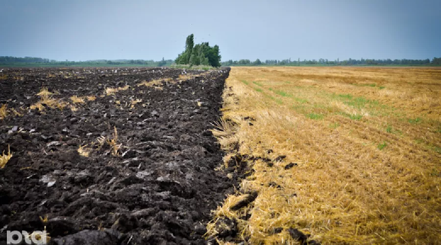 Поля &copy;&nbsp;Елена Синеок. ЮГА.ру