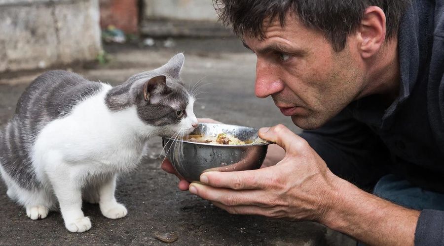 кошка © Изображение сгенерировано нейросетью Gigachat