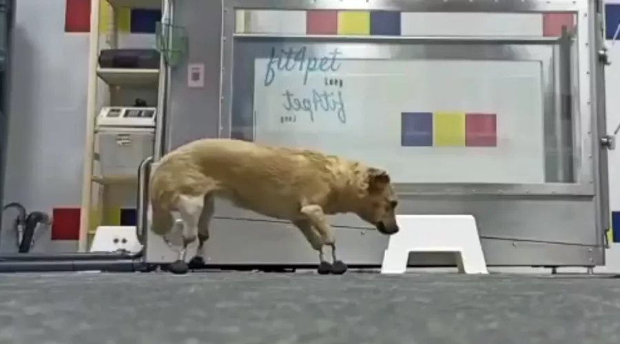  &copy;&nbsp;Скриншот из видео instagram.com/zoo_sos_krd