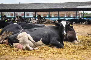 МТФ учхоза &laquo;Кубань&raquo;. За последние три года производство молока выросло на 18%, на фермах пересмотрели рацион кормления, схему лечения, содержания, реконструировали доильный зал. &copy;&nbsp;Фото Елены Синеок, Юга.ру