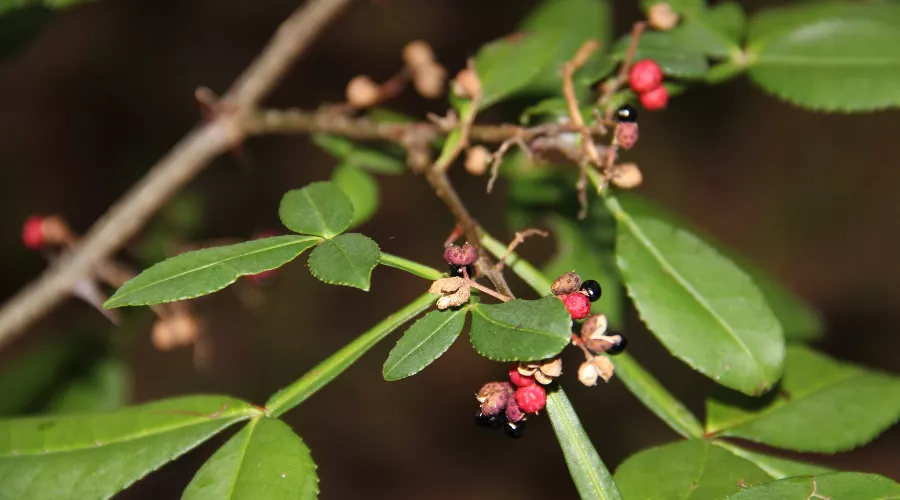  &copy;&nbsp;Фото пресс-службы Сочинского нацпарка