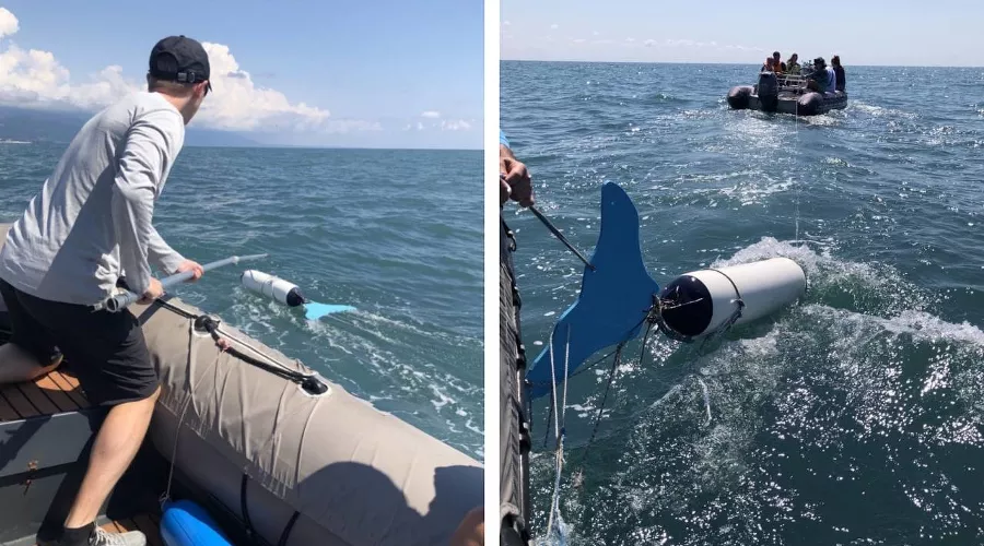 Тренинг по спасению дельфинов &copy;&nbsp;Скриншоты фото с сайта &laquo;Друзья океана&raquo;