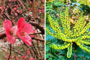  &copy;&nbsp;Скриншот фото из телеграм-канала дендропарка &laquo;Южные культуры&raquo;