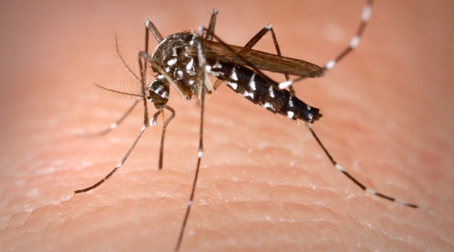 Комар Aedes albopictus © Фото с сайта wikipedia.org