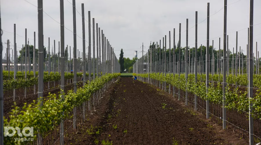  &copy;&nbsp;Фото Елены Синеок, Юга.ру