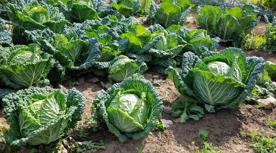 капуста &copy;&nbsp;Изображение сгенерировано нейросетью Gigachat