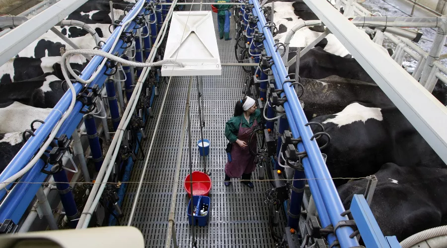 Процесс доения на МТФ №4 &copy;&nbsp;Фото пресс-службы агрохолдинга &laquo;Кубань&raquo;