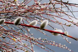  &copy;&nbsp;Фото Patricia Keith, publicdomainpictures.net