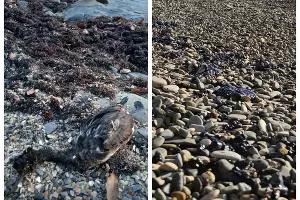  &copy;&nbsp;Скриншот из телеграм-канала &laquo;Мой Туапсе&raquo; https://t.me/my_tuapse/29615