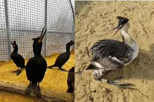  &copy;&nbsp;Коллаж из скриншотов фото из телеграм-канала &laquo;Пеликан&raquo;