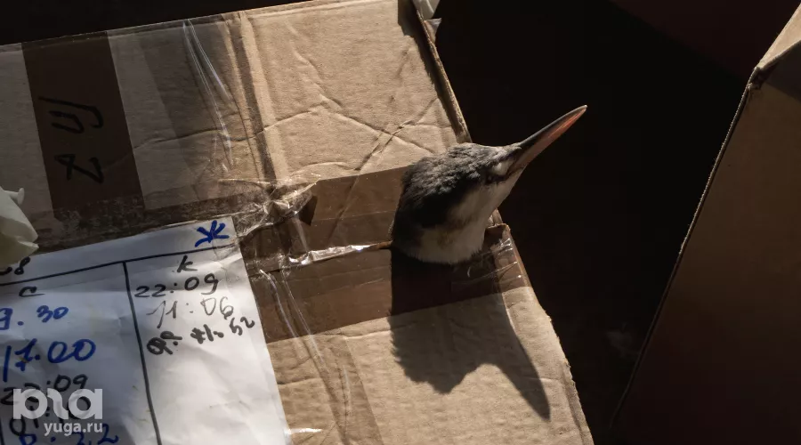  &copy;&nbsp;Фото Полины Безверхой, Юга.ру