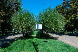 Сквер журналистов Кубани © Фото Дмитрия Пославского, Юга.ру