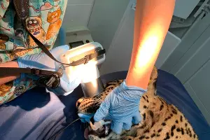  &copy;&nbsp;Фото пресс-службы нацпарка Сочи