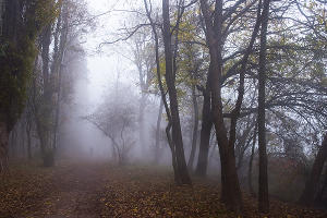 Туман в парке «Солнечный остров» © Фото Елены Синеок, Юга.ру