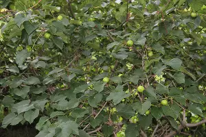  &copy;&nbsp;Фото пресс-службы сочинского нацпарка