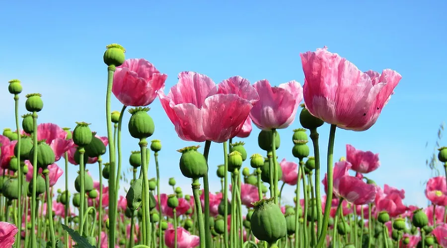  &copy;&nbsp;Фото с сайта pixabay.com