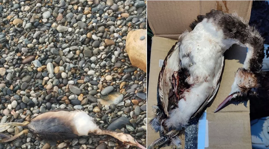  &copy;&nbsp;Коллаж из скриншотов фото из телеграм-канала &laquo;Сочинский географ&raquo;