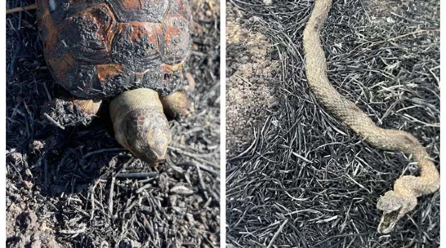  &copy;&nbsp;Скриншот из телеграм-канала эколога Георгия Каваносяна https://t.me/ecozhora/6165