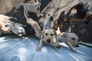 В кинологической службе Краснодара родилось 32 щенка &copy;&nbsp;Фото Елены Синеок, Юга.ру