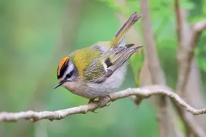  &copy;&nbsp;Фото пресс-службы курорта &laquo;Роза Хутор&raquo;