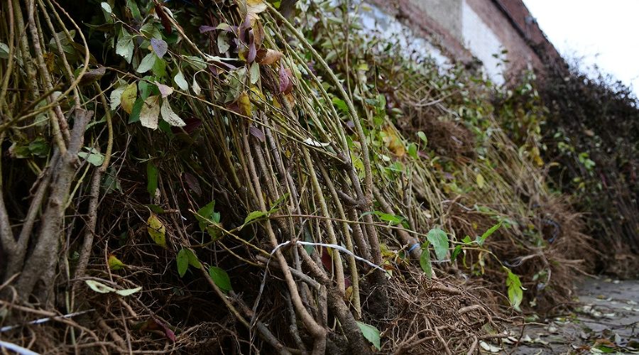  © Фото пресс-службы администрации Краснодара