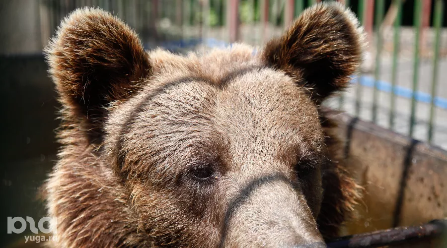  &copy;&nbsp;Фото Влада Александрова, Юга.ру