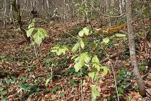Саженцы черной ольхи &copy;&nbsp;Фото предоставлено пресс-службой курорта &laquo;Роза Хутор&raquo;