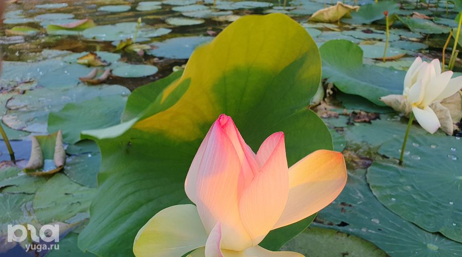 Орыс порно2