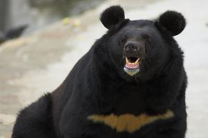 Гималайский медведь © Фото с сайта animalreader.ru