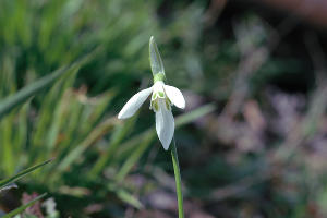 Подснежник ризенский © Фото пресс-службы Сочинского нацпарка