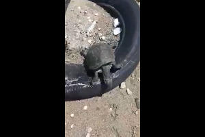 Мертвая черепаха на берегу Азовского моря близ Шиловки © стоп-кадр из видео, предоставленного очевидцами