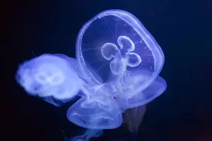  &copy;&nbsp;Фото bearfotos, сайт freepik.com