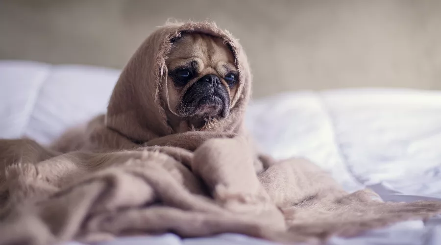  &copy;&nbsp;Фото Matthew Henry с сайта Unsplash.com