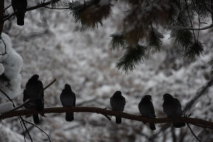 Снег в Краснодаре © Фото Елены Синеок, Юга.ру