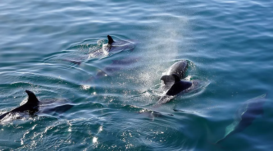  &copy;&nbsp;Фото с сайта pixabay.com