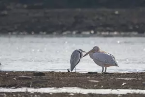  &copy;&nbsp;Фото Светланы Медведевой, предоставлено Юга.ру