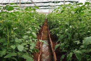 Тепличные томаты © Фото с сайта pixabay.com