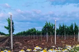  &copy;&nbsp;Фото пресс-службы винодельни &laquo;Узунов&raquo;