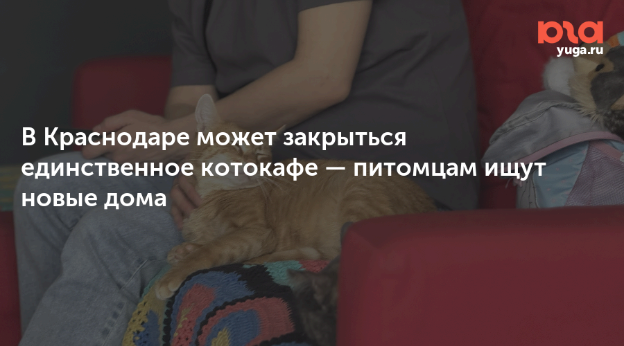 В Краснодаре может закрыться единственное котокафе — питомцам ищут новые дома