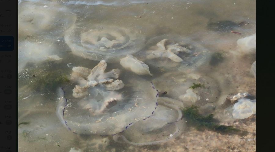  &copy;&nbsp;Скриншот https://t.me/chpkrasnodara