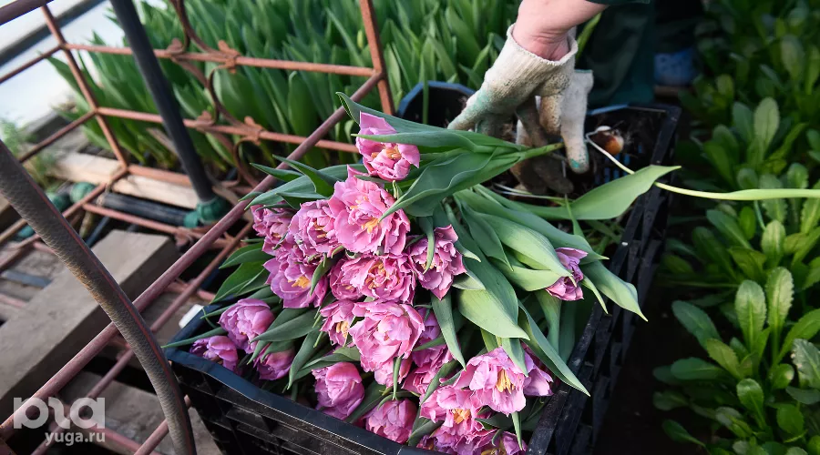 Тюльпаны &copy;&nbsp;Фото Елены Синеок, Юга.ру