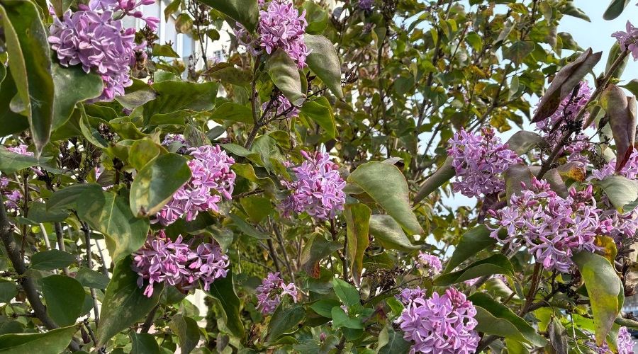 Цветущая сирень в Геленджике, ноябрь 2025 © Фото Татьяны Дроздецкой