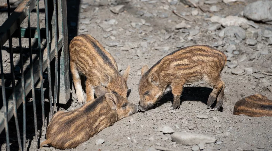  &copy;&nbsp;Фото пресс-службы Кавказского заповедника