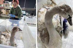  &copy;&nbsp;Скриншоты фото из телеграм-канала реабилитационного центра &laquo;Жемчужная&raquo;