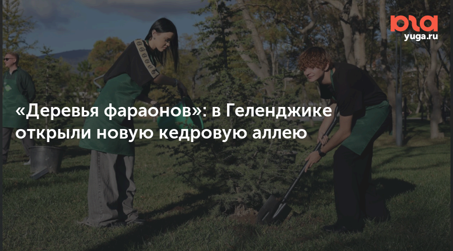 «Деревья фараонов»: в Геленджике открыли новую кедровую аллею
