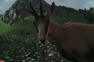  &copy;&nbsp;Фото пресс-службы Кавказского биосферного заповедника