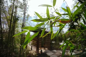 Японский сад &copy;&nbsp;Антон Быков, Юга.ру