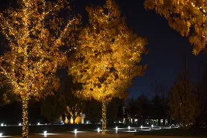 Парк «Краснодар»  с новогодней подсветкой &copy;&nbsp;Фото Елены Синеок, Юга.ру