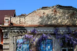 Цветение глицинии в Краснодаре &copy;&nbsp;Фото Марины Солошко, Юга.ру